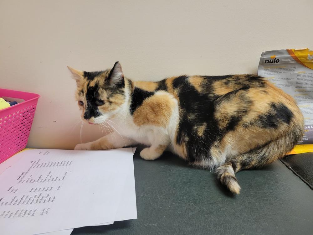 Enlarge Noelle, a Adoptable Domestic Short Hair in Lorain, OH image 6/6