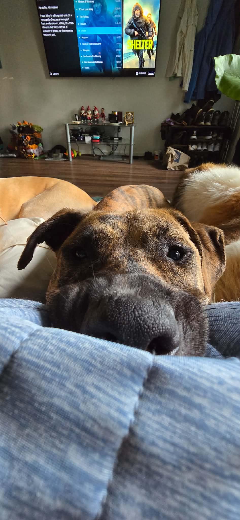 Nova, Adoptable, Adult Female Pit Bull Terrier & American Staffordshire Terrier.