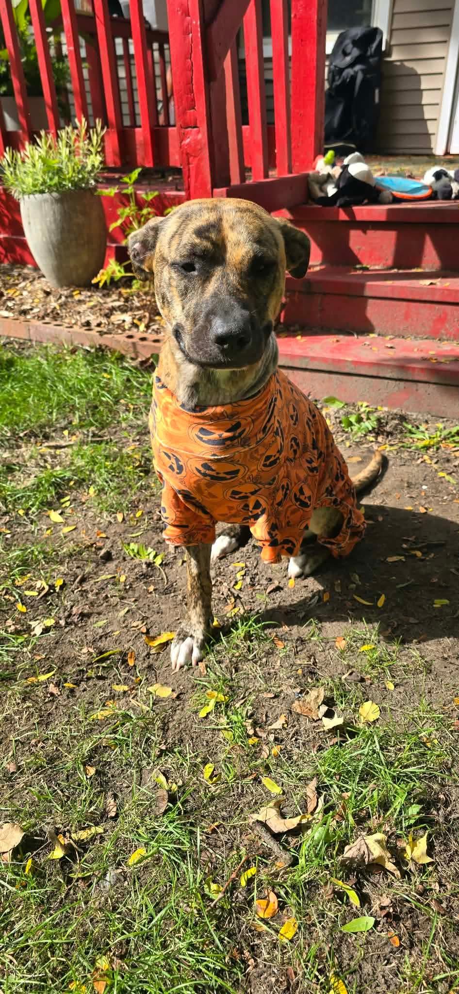 Enlarge Nova, a Adoptable mixed breed in Troy, MI image 2/6