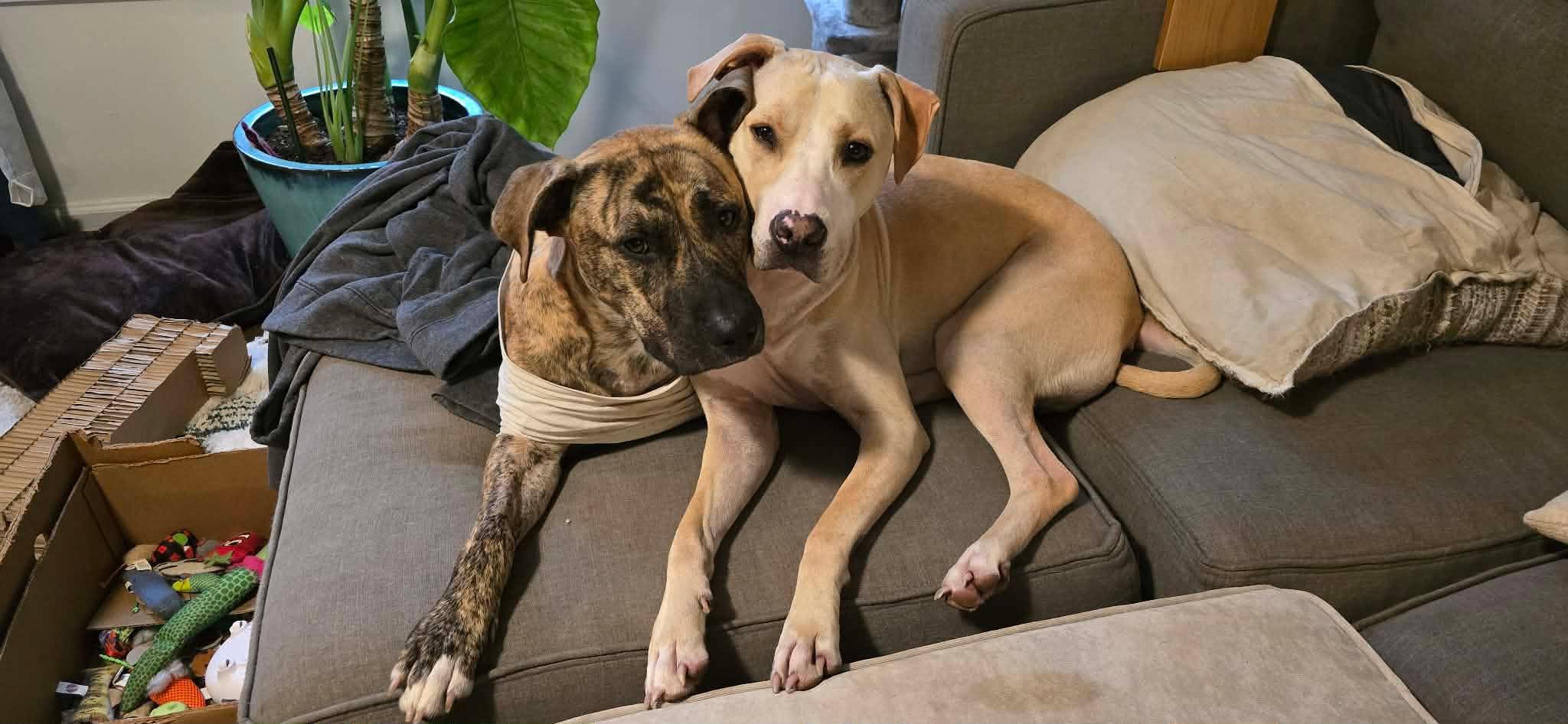 Enlarge Nova, a Adoptable mixed breed in Troy, MI image 3/6