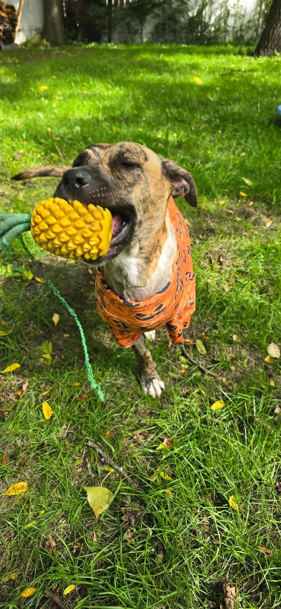 Enlarge Nova, a Adoptable mixed breed in Troy, MI image 4/6