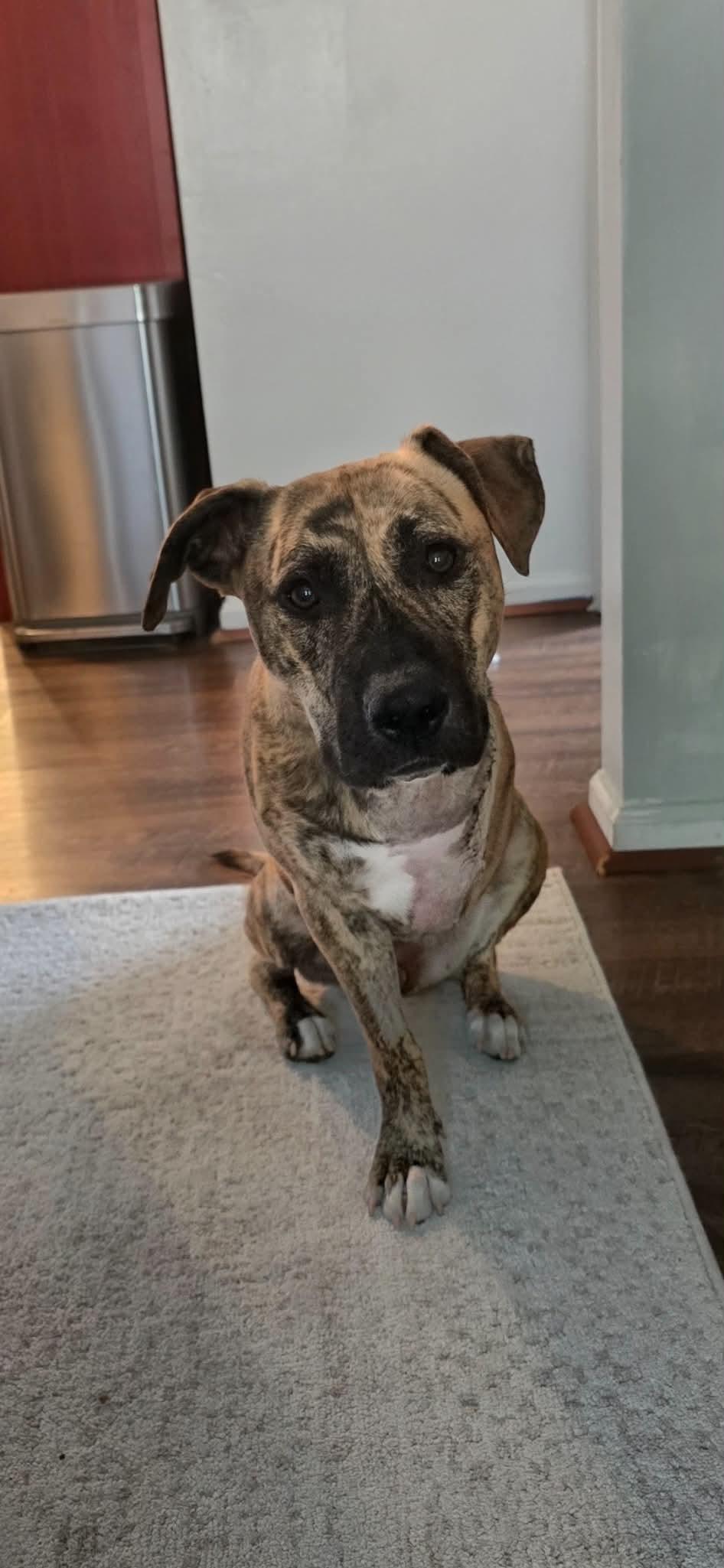 Enlarge Nova, a Adoptable mixed breed in Troy, MI image 5/6