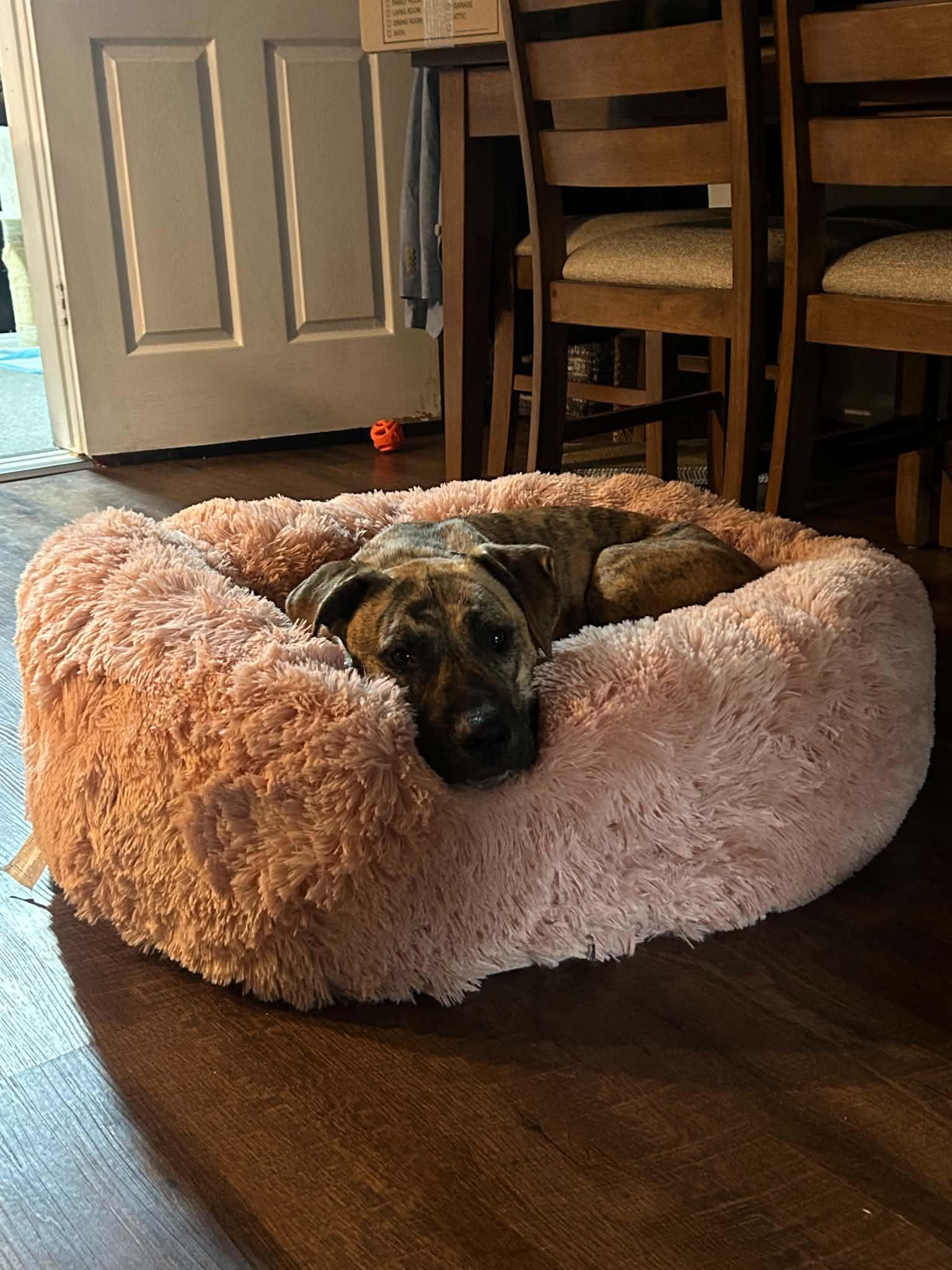 Enlarge Nova, a Adoptable mixed breed in Troy, MI image 6/6