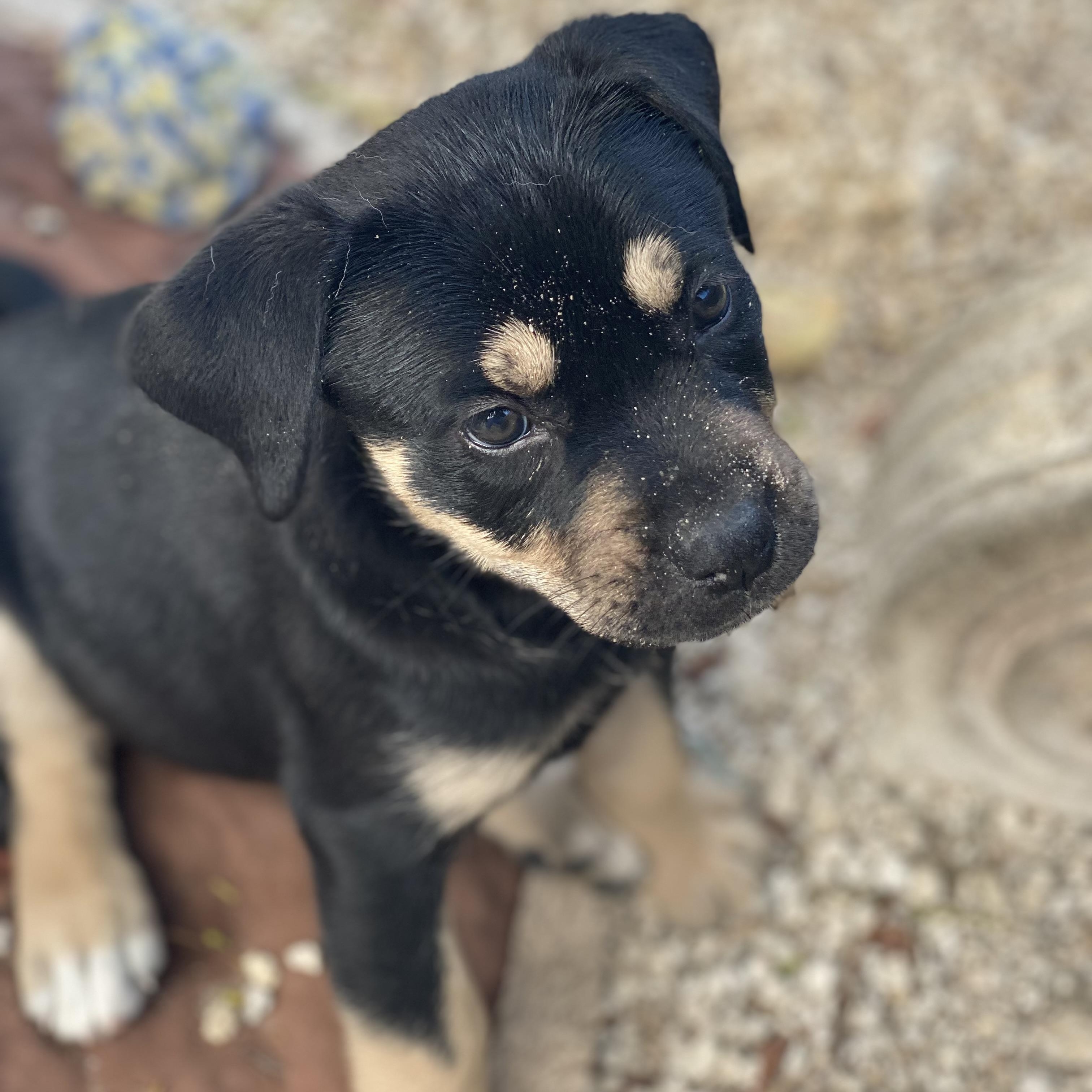 Leah, an adoptable Labrador Retriever, Rottweiler in Key West, FL, 33040 | Photo Image 5