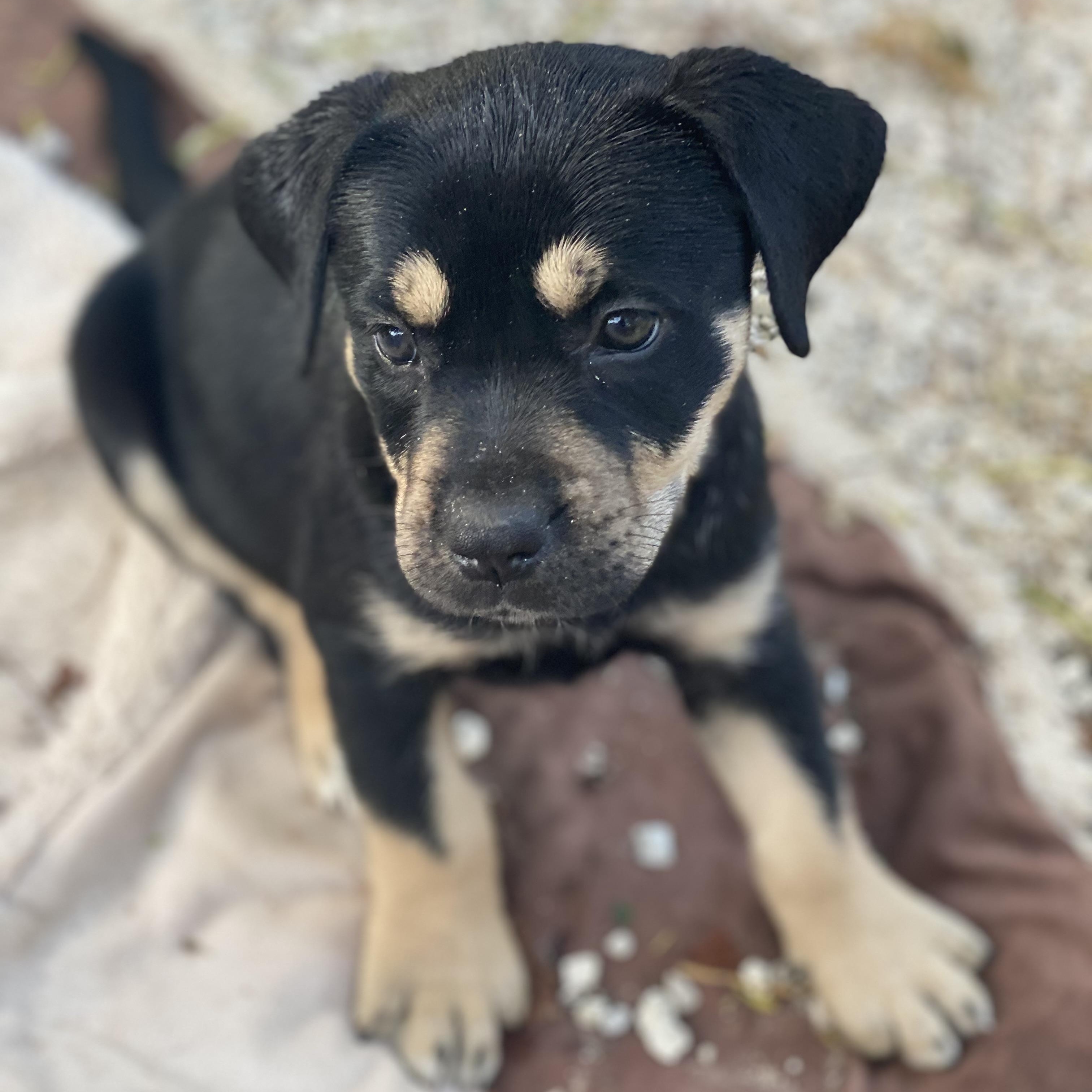 Leah, an adoptable Labrador Retriever, Rottweiler in Key West, FL, 33040 | Photo Image 3