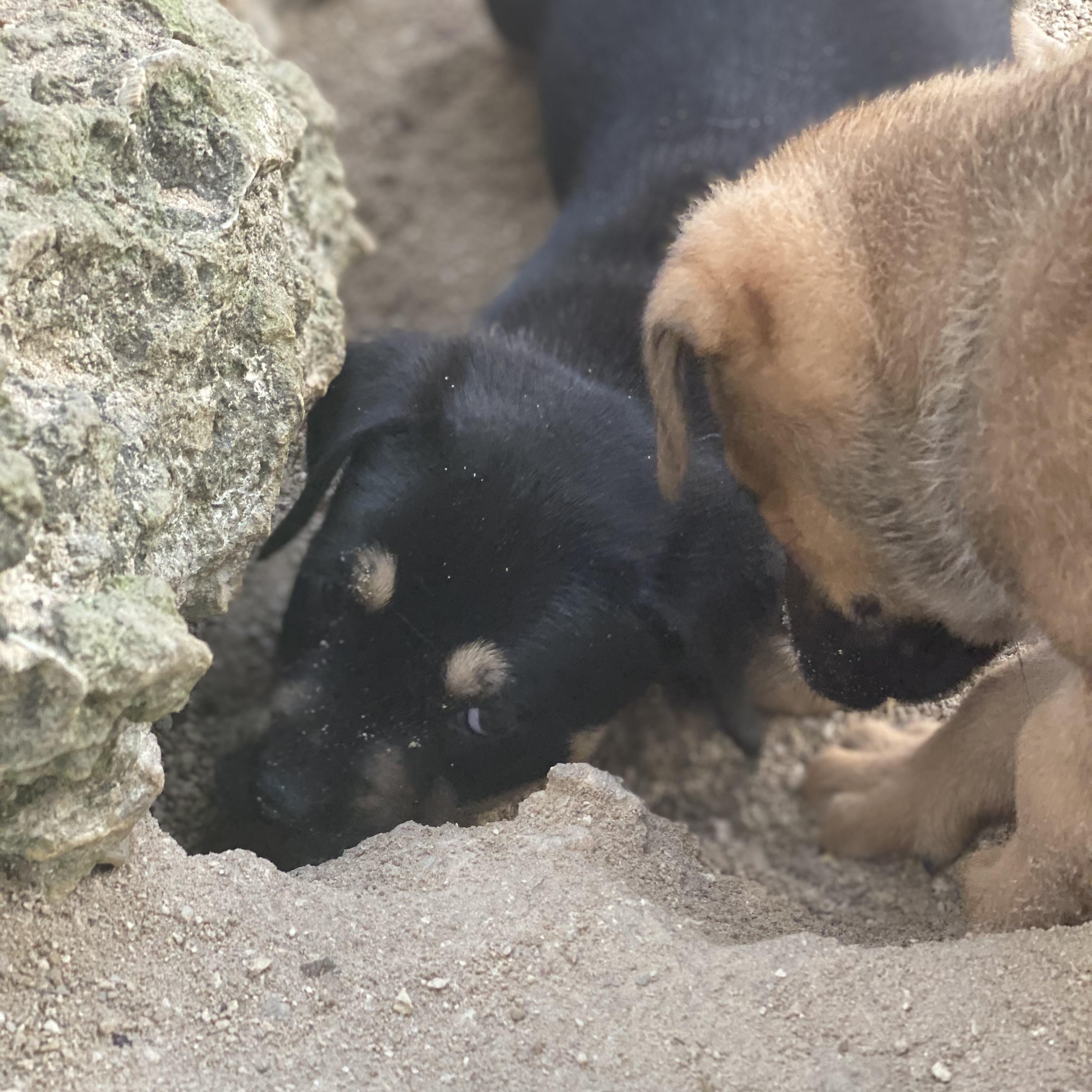 Leah, an adoptable Labrador Retriever, Rottweiler in Key West, FL, 33040 | Photo Image 6