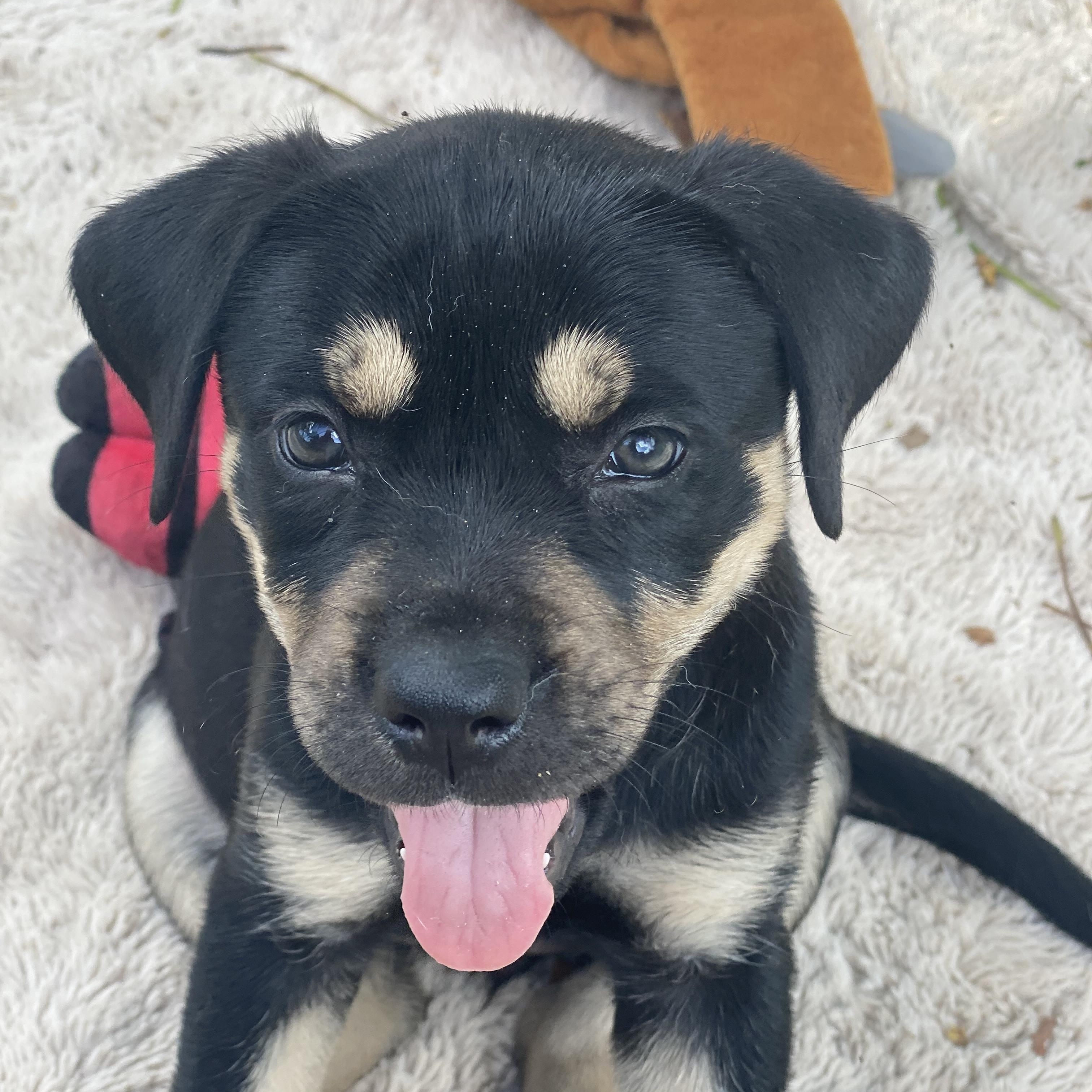 Leah, an adoptable Labrador Retriever, Rottweiler in Key West, FL, 33040 | Photo Image 1