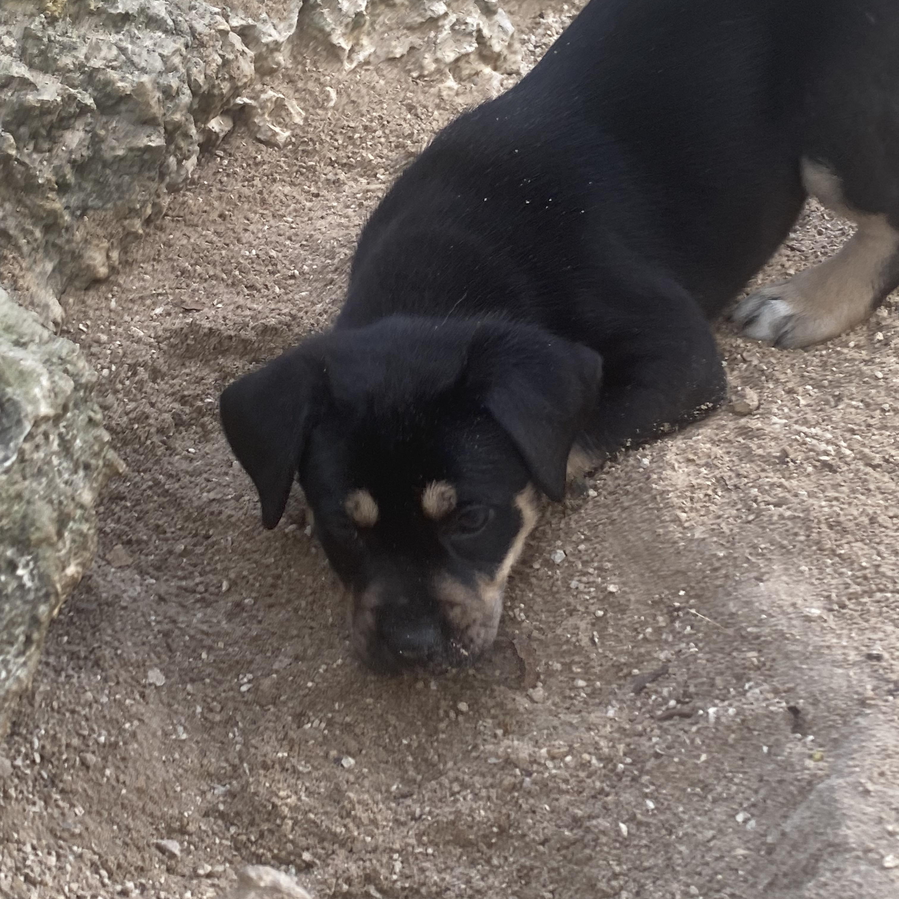 Leah, an adoptable Labrador Retriever, Rottweiler in Key West, FL, 33040 | Photo Image 4