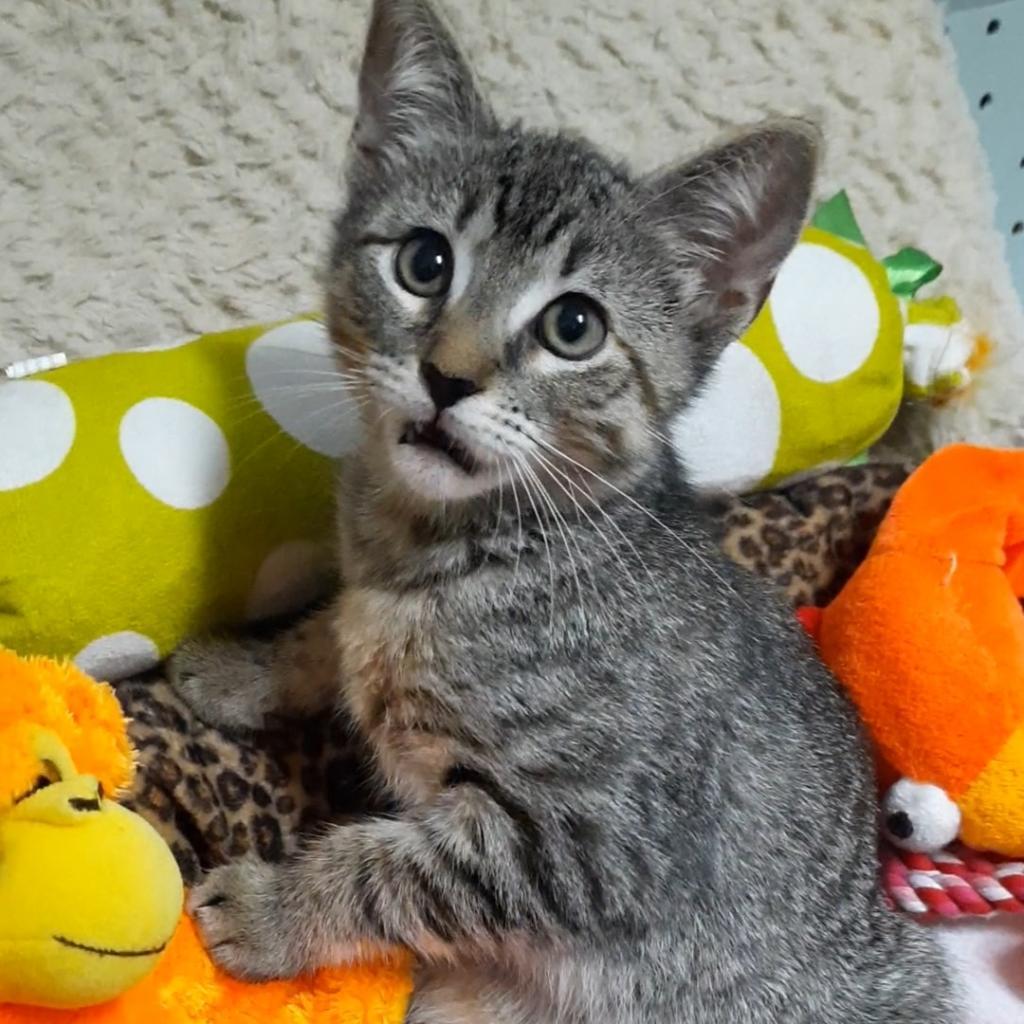 Enlarge Nadia (Ellie), a Adoptable Domestic Short Hair in Folsom, LA image 1/6