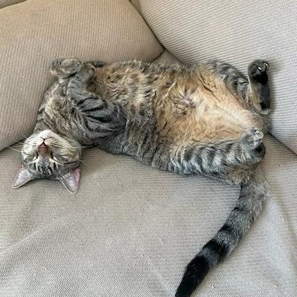 Enlarge Nadia (Ellie), a Adoptable Domestic Short Hair in Folsom, LA image 2/6