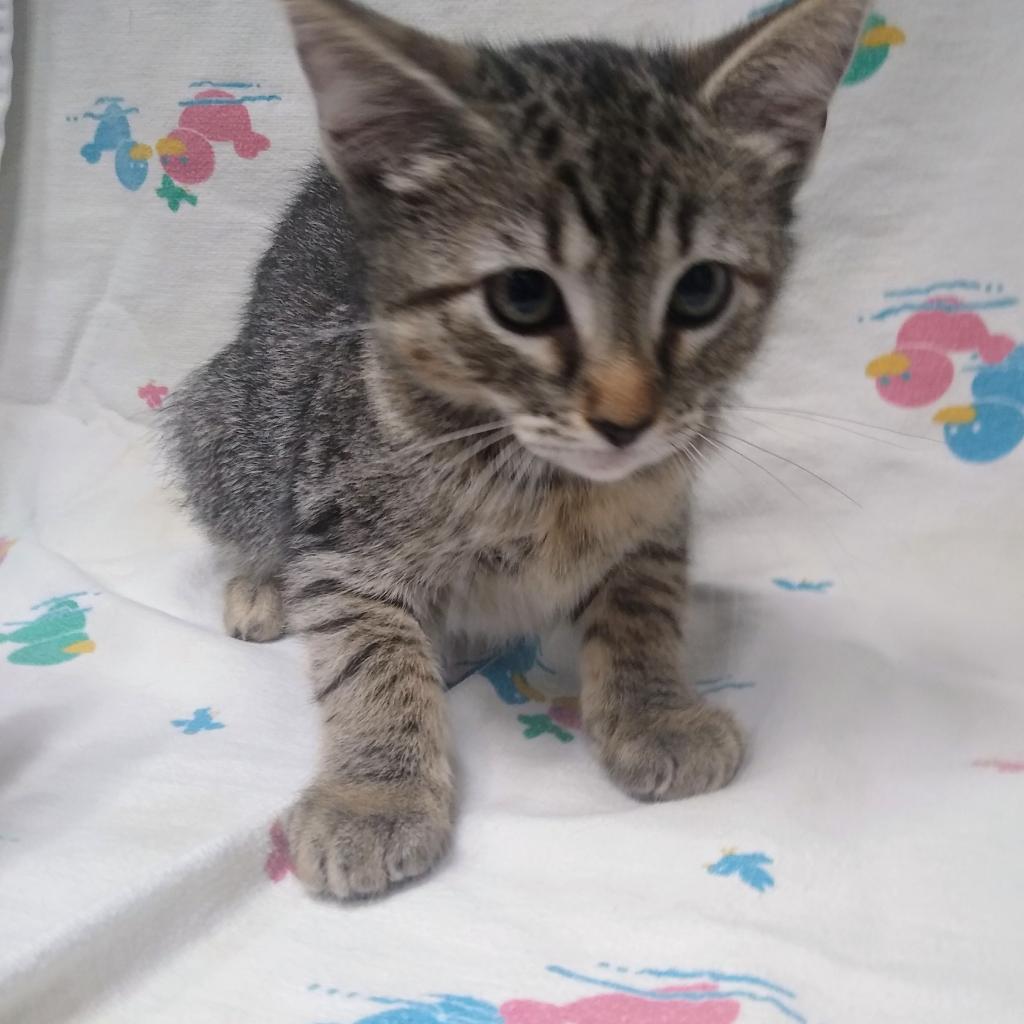 Enlarge Nadia (Ellie), a Adoptable Domestic Short Hair in Folsom, LA image 4/6