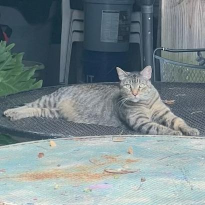 Enlarge Nadia (Ellie), a Adoptable Domestic Short Hair in Folsom, LA image 5/6
