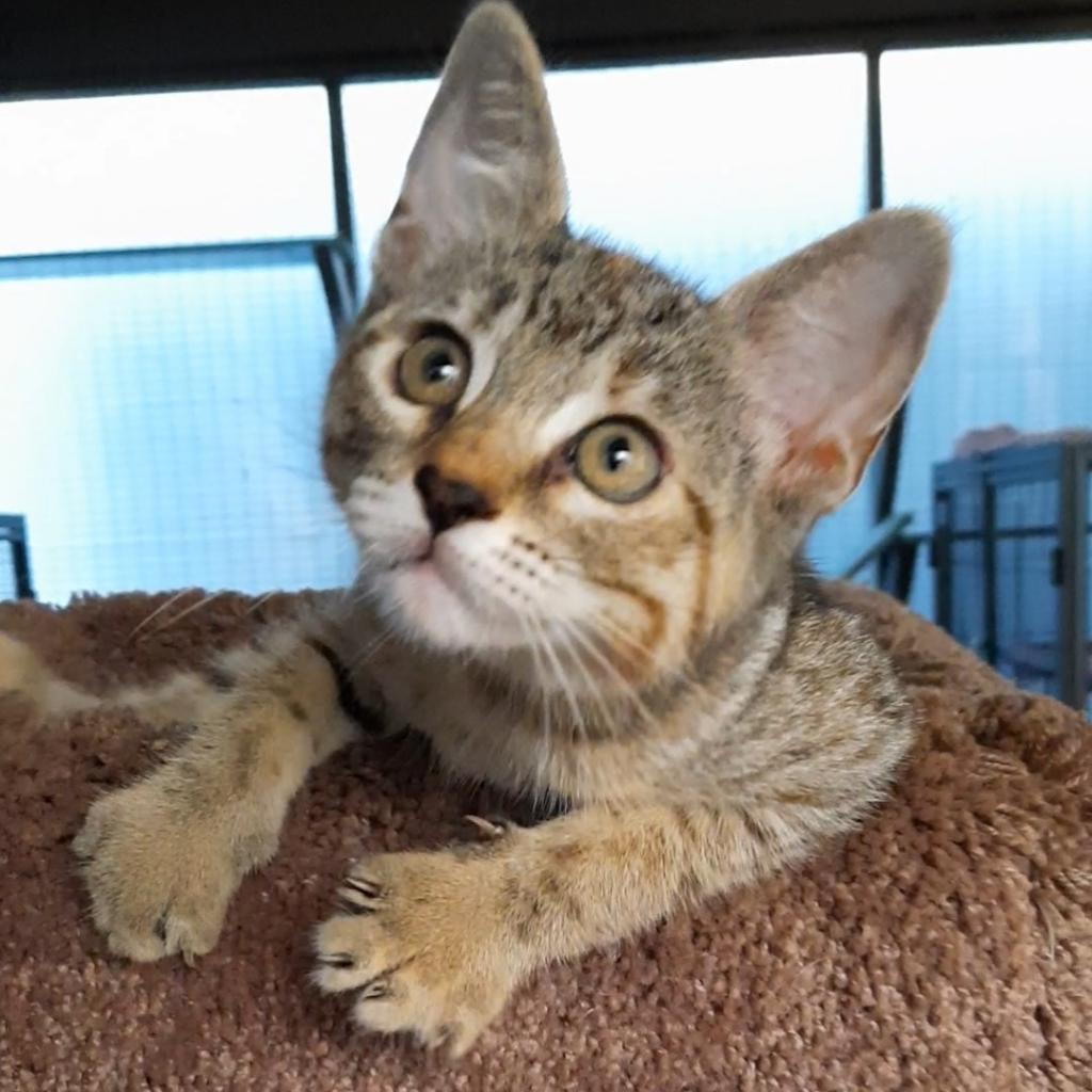 Enlarge Nadia (Ellie), a Adoptable Domestic Short Hair in Folsom, LA image 6/6