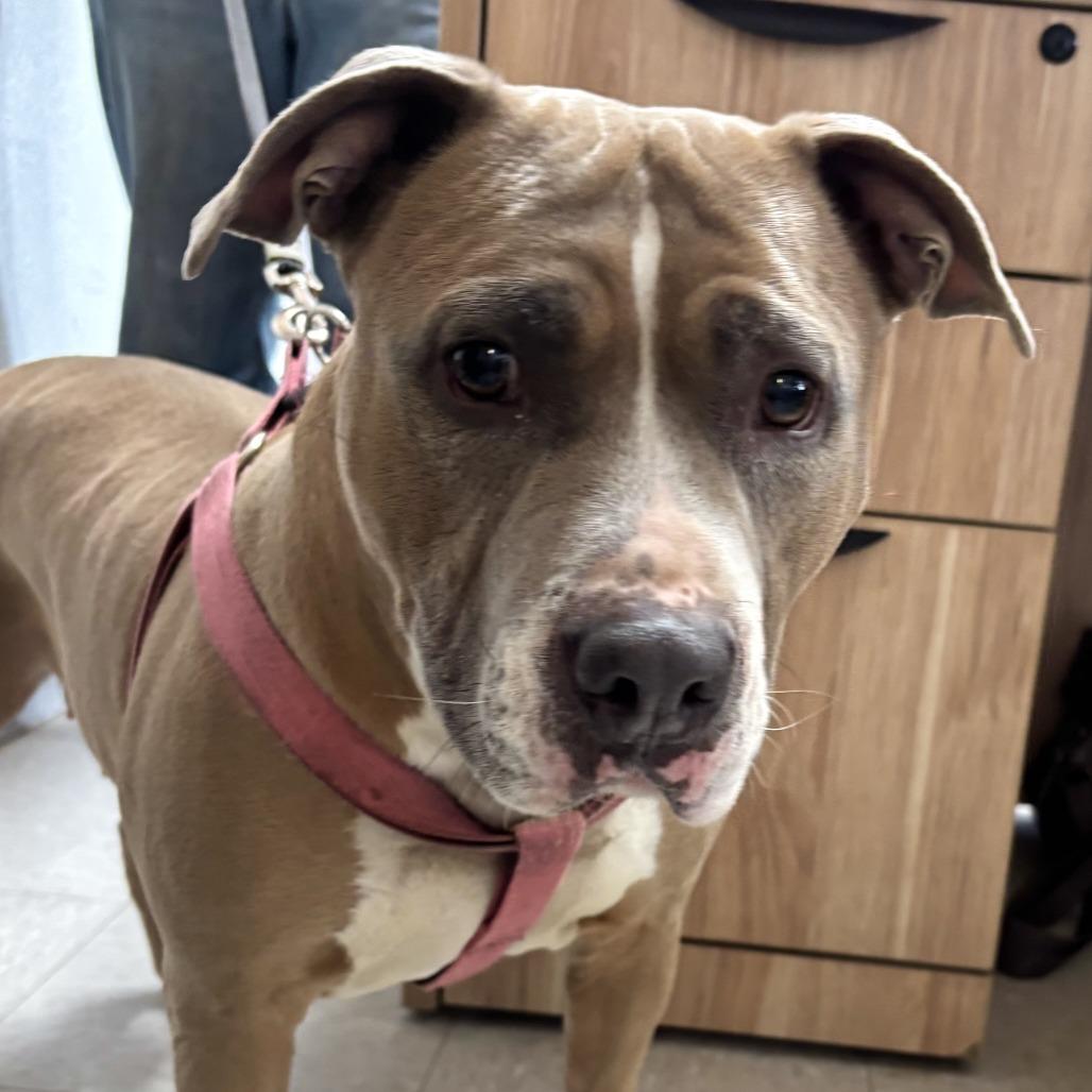 Peach, Adoptable, Adult Female Pit Bull Terrier.