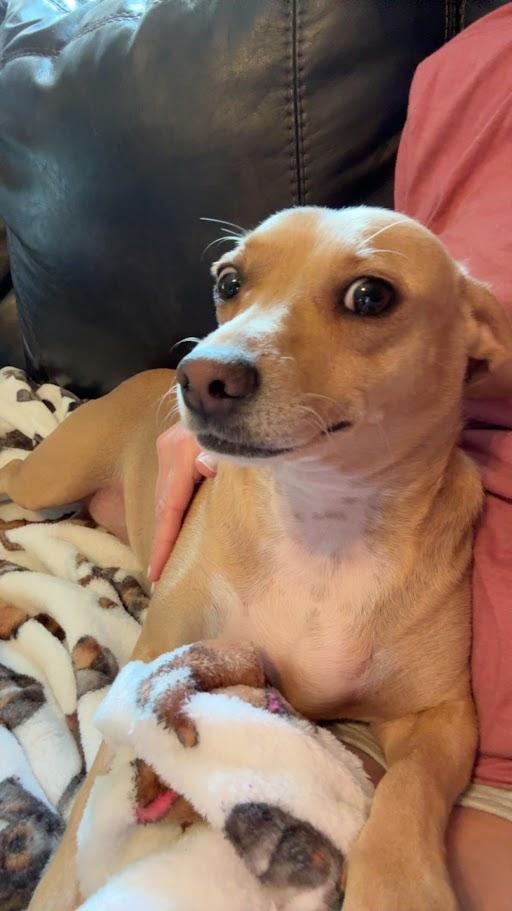 Thelma, an adoptable Mixed Breed in Leavenworth, KS, 66048 | Photo Image 4