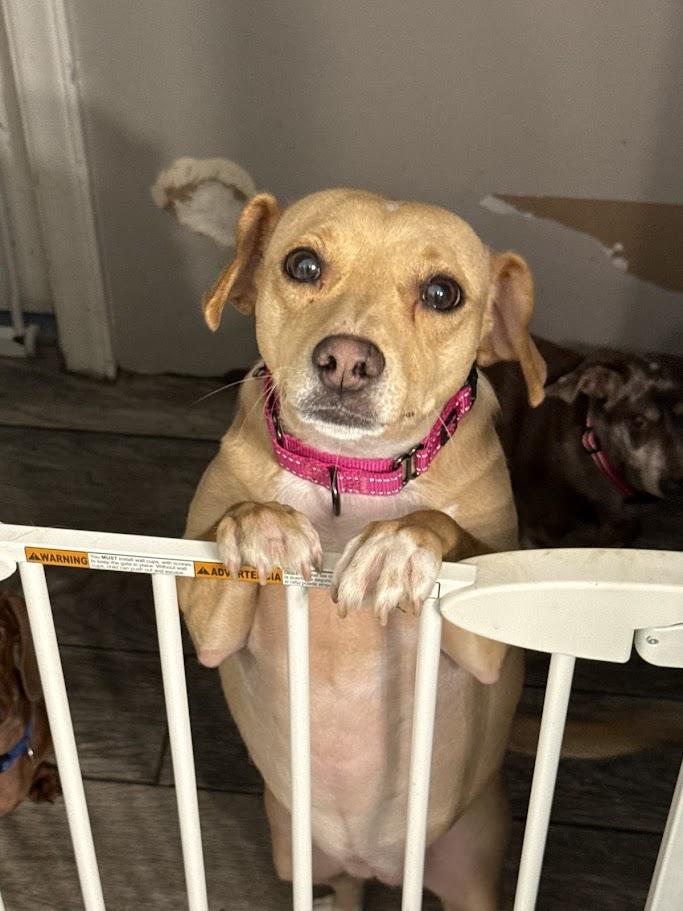 Thelma, Adoptable, Young Female Mixed Breed.