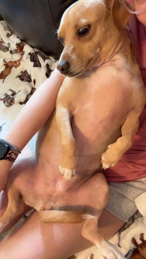 Thelma, a Adoptable Mixed Breed in Leavenworth, KS image 5/6