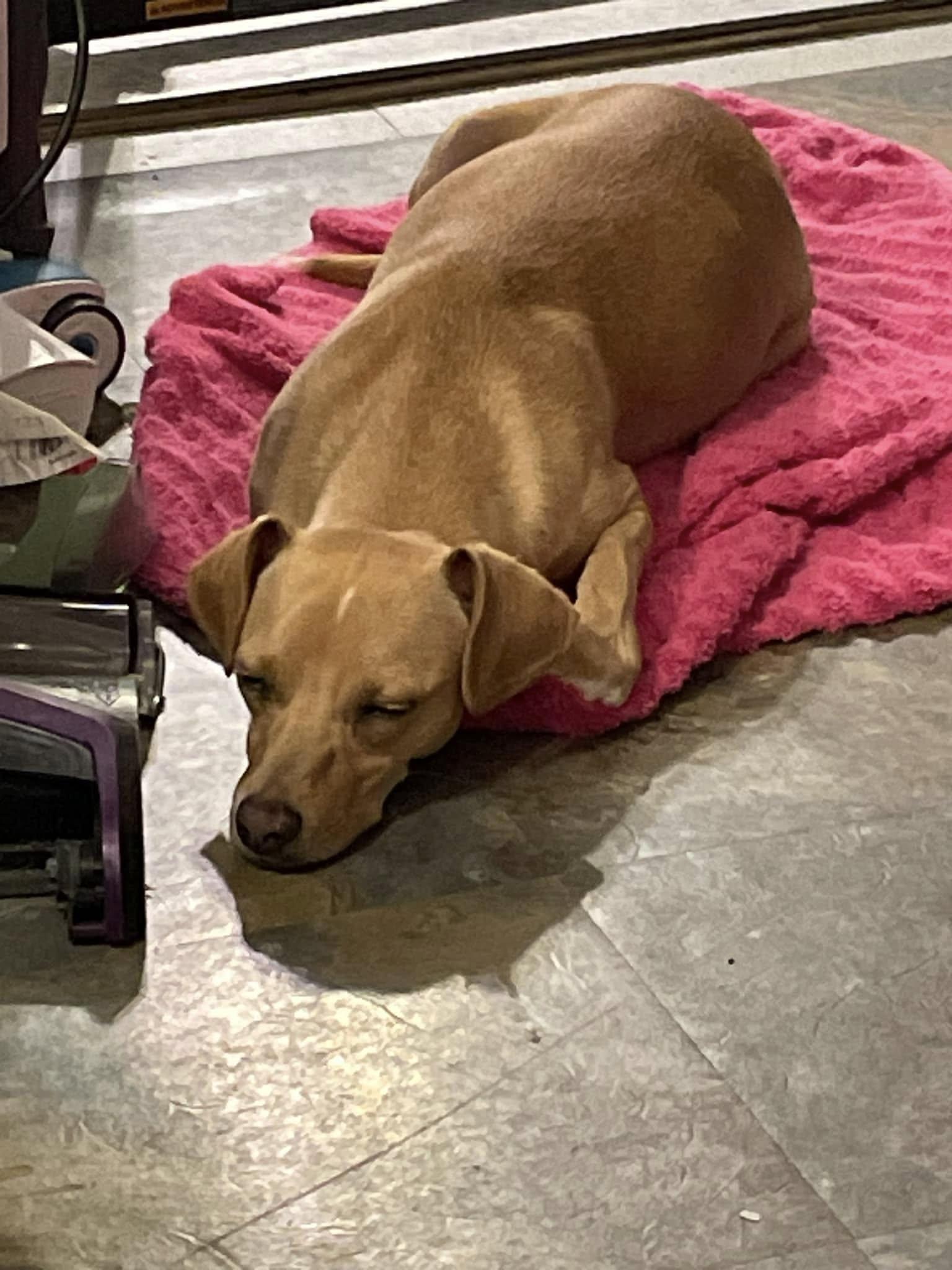 Thelma, a Adoptable Mixed Breed in Leavenworth, KS image 6/6