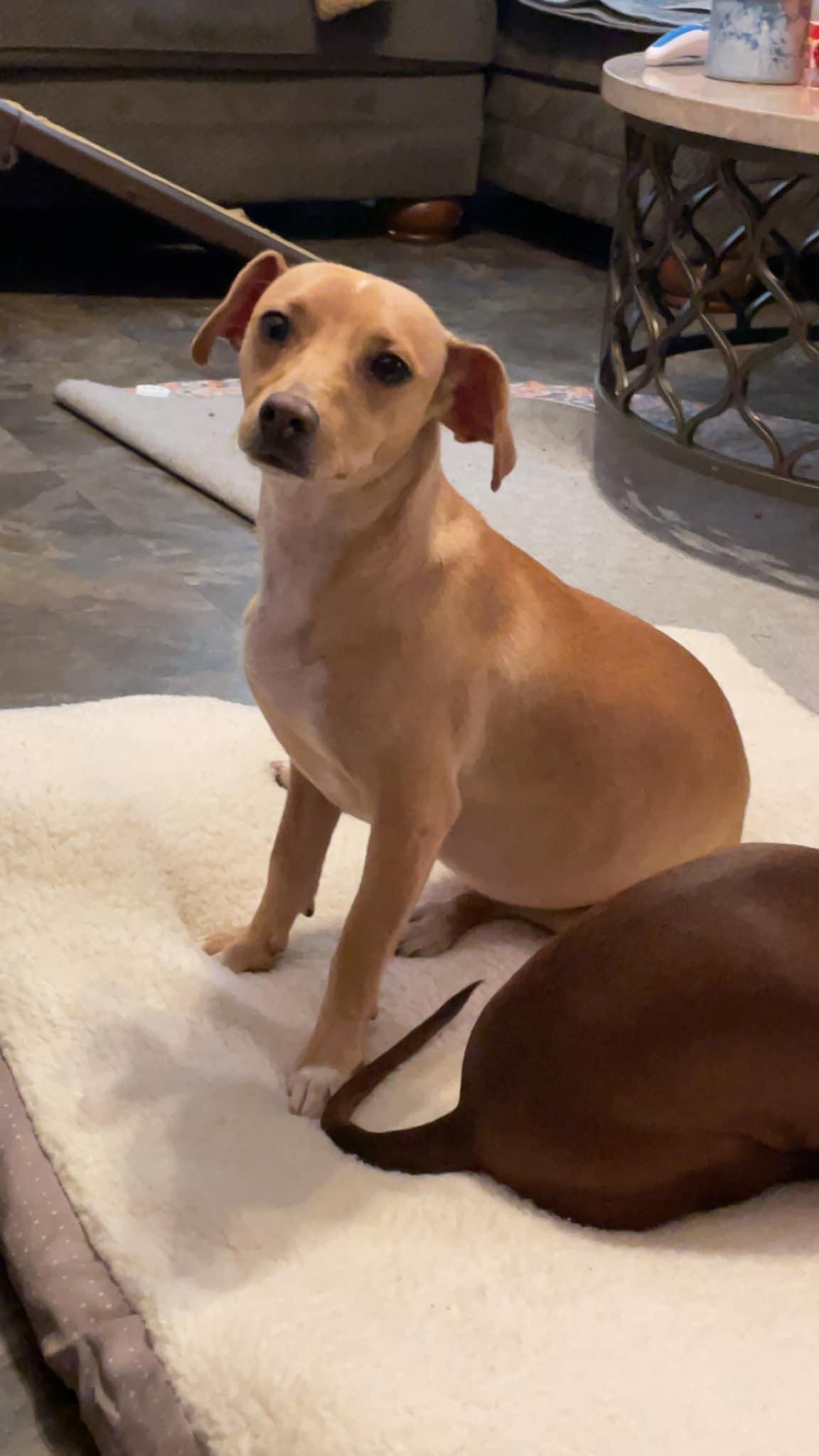 Thelma, a Adoptable Mixed Breed in Leavenworth, KS image 2/6