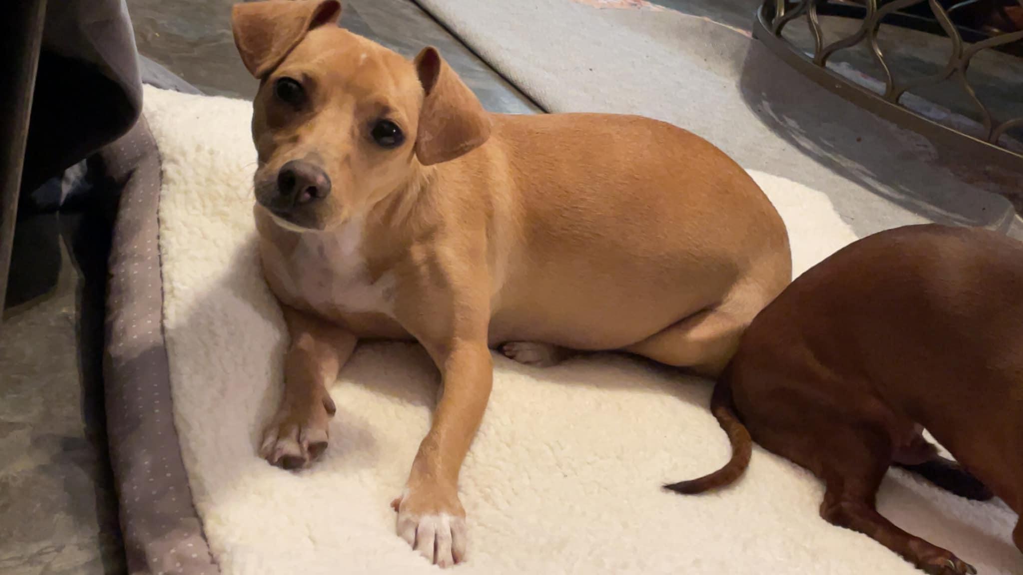 Thelma, a Adoptable Mixed Breed in Leavenworth, KS image 3/6