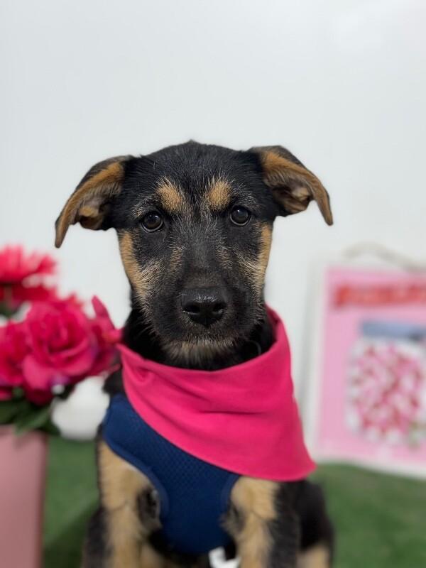 Seven-One of our Amazing Rescue Dogs, Adoptable, Puppy Male Border Terrier & German Shepherd Dog.