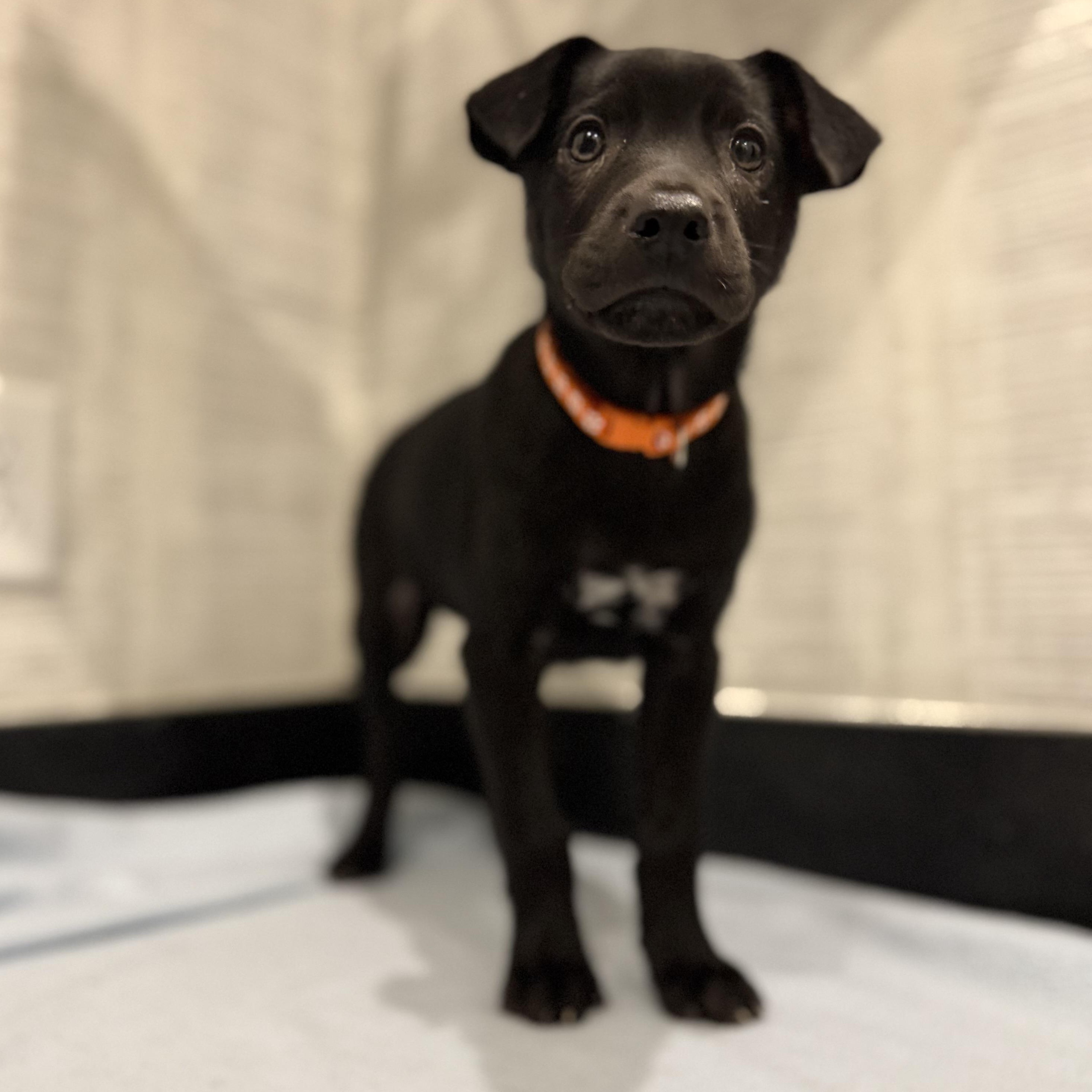 Gravy - Thanksgiving Litter