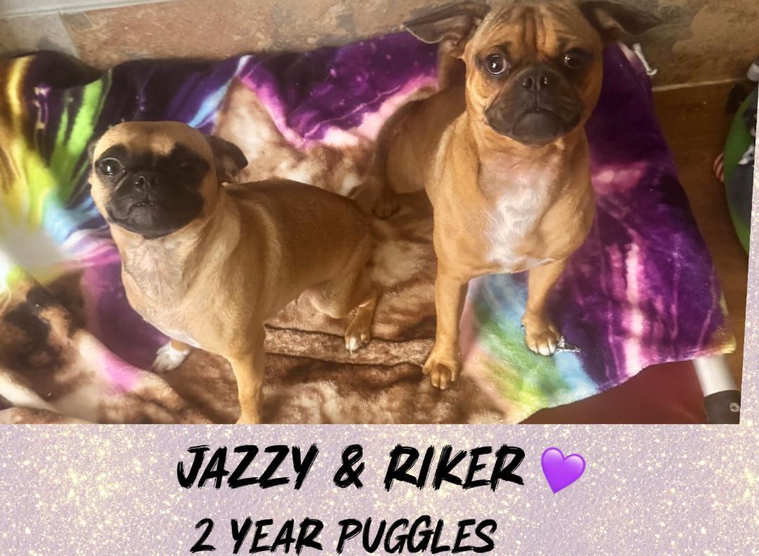 JAZZY & RIKER 2 YR PUGGLES @ PETCO, 5011 E. RAY ROAD, PHX 85044 ON FRI & SAT, JULY 4th & 5th