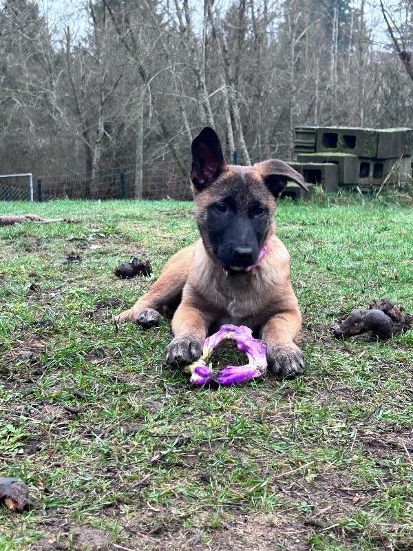 Enlarge Autumn, a Adoptable mixed breed in Seattle, WA image 1/5