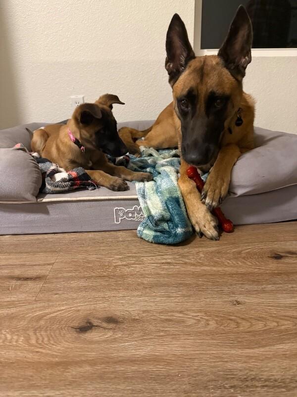 Enlarge Autumn, a Adoptable mixed breed in Seattle, WA image 3/5