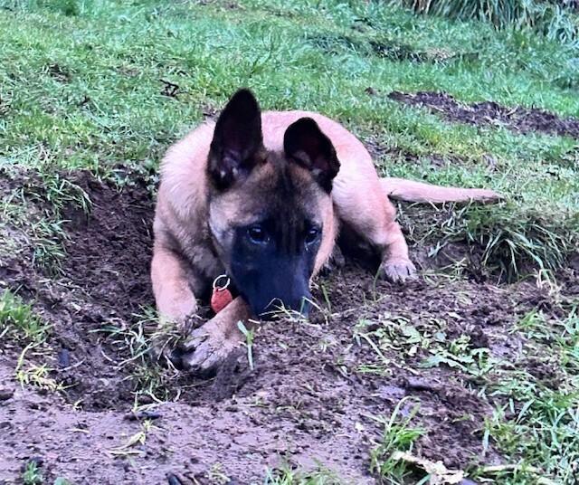 Enlarge Autumn, a Adoptable mixed breed in Seattle, WA image 4/6