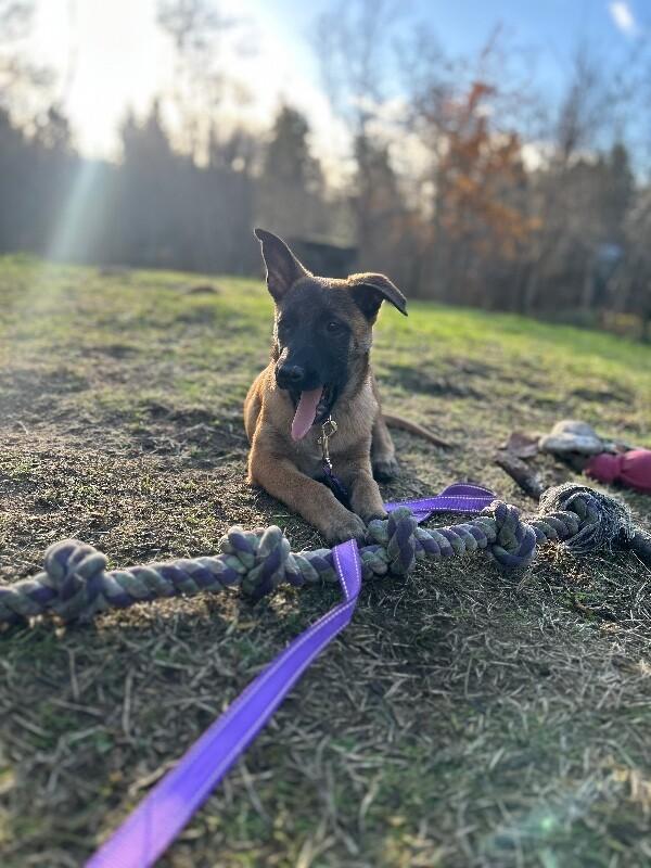 Enlarge Autumn, a Adoptable mixed breed in Seattle, WA image 4/5