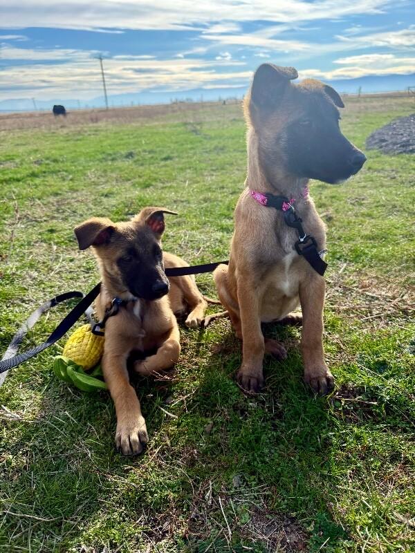 Enlarge Autumn, a Adoptable mixed breed in Seattle, WA image 5/5