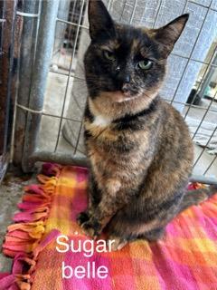 Enlarge Sugar Belle, a Adoptable Domestic Short Hair in Urbana, OH image 1/1