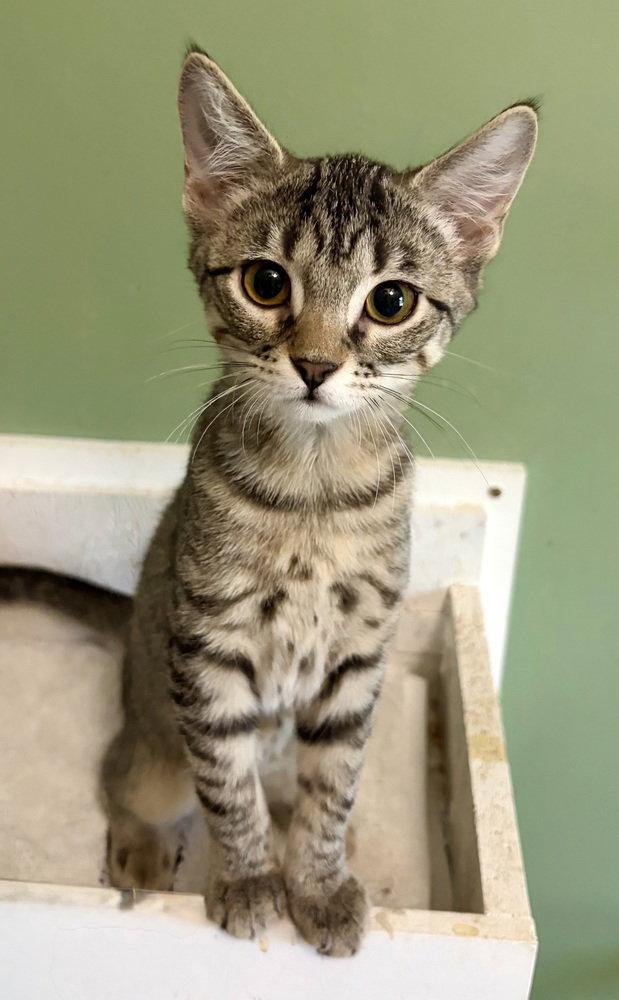 Enlarge Tinkerbell, a Adoptable Domestic Short Hair in O'Fallon, MO image 1/3