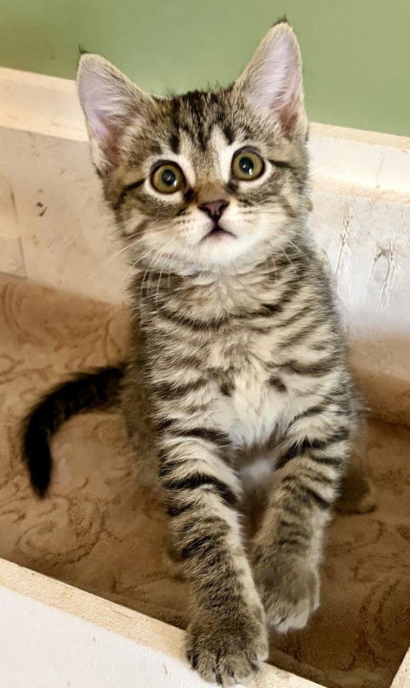 Enlarge Tinkerbell, a Adoptable Domestic Short Hair in O'Fallon, MO image 2/3