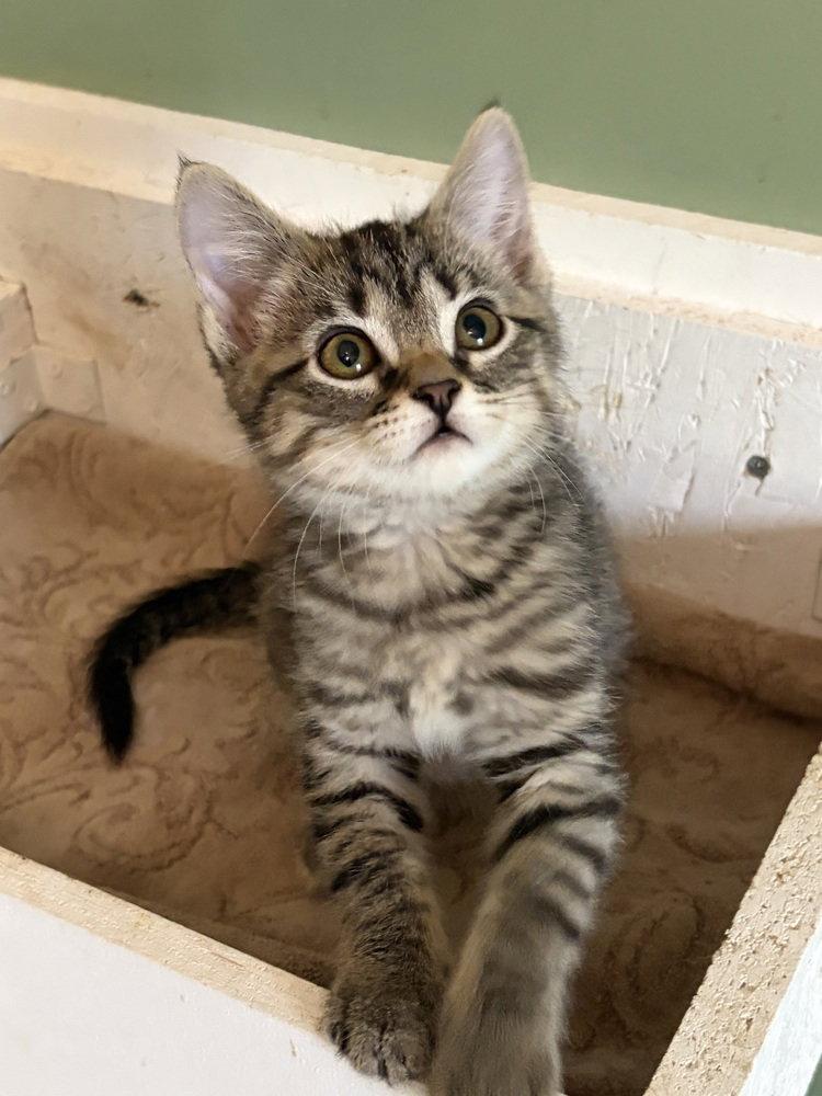 Enlarge Tinkerbell, a Adoptable Domestic Short Hair in O'Fallon, MO image 3/3