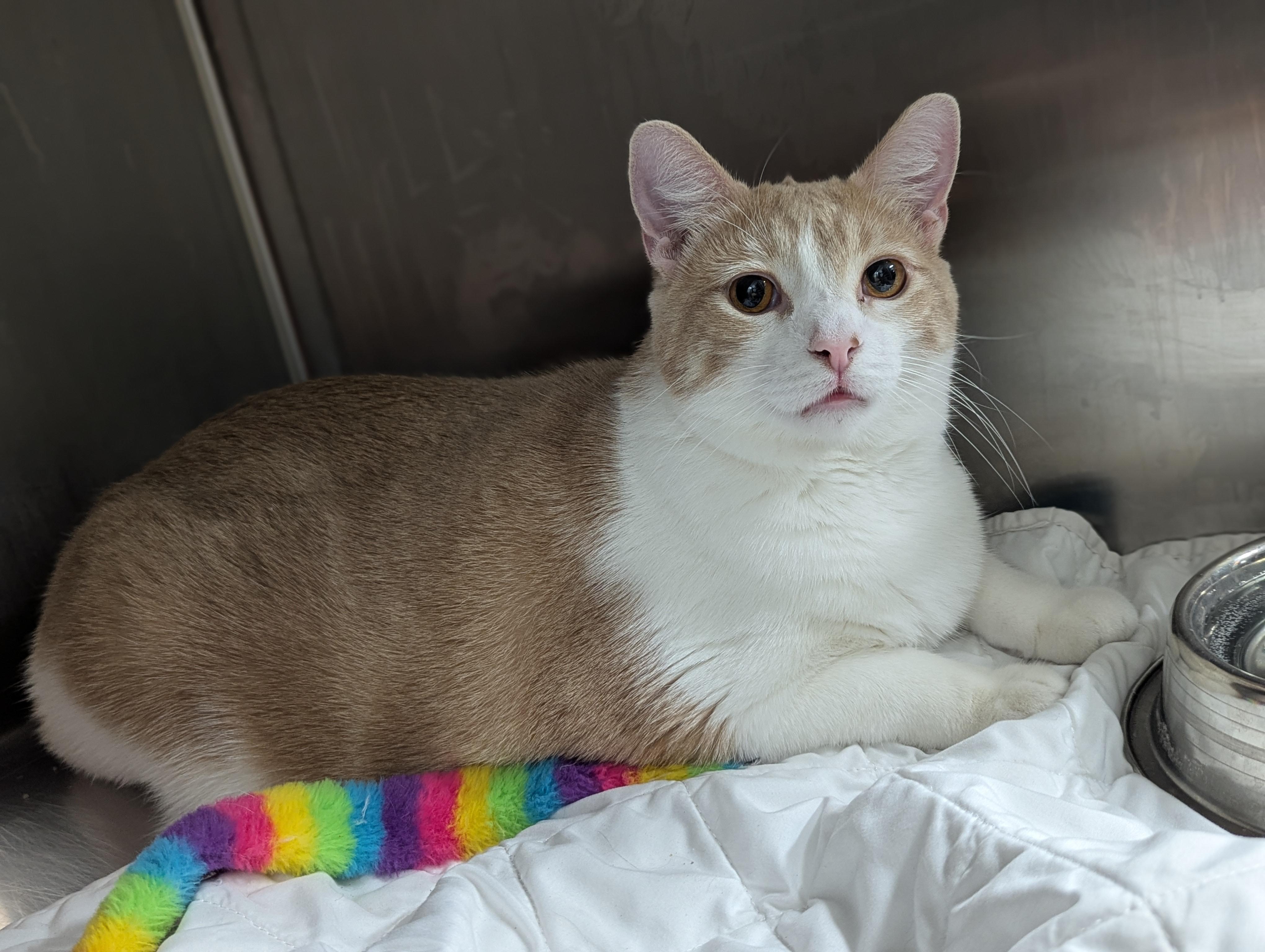 Enlarge Ike, a ADOPTABLE Domestic Short Hair in Dickinson, ND image 1/1