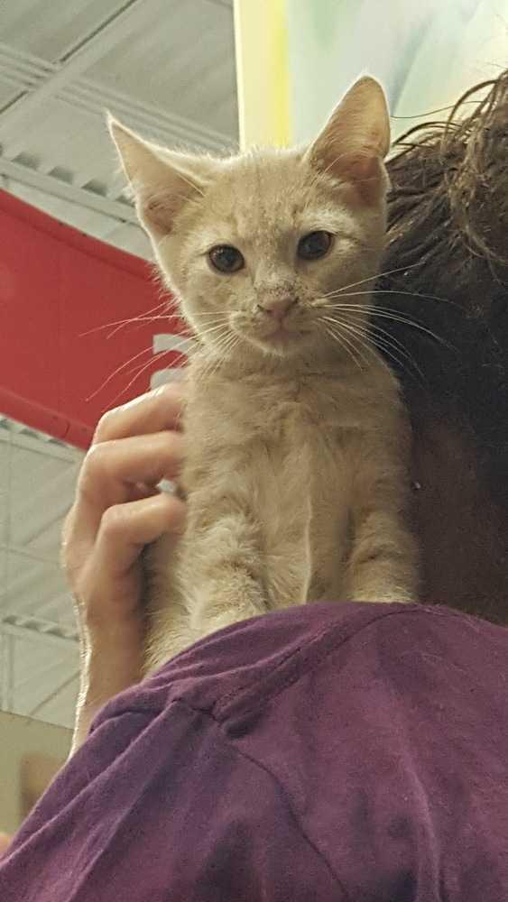 Enlarge Sand, a Adopted Domestic Short Hair in Wilson, NC image 1/1