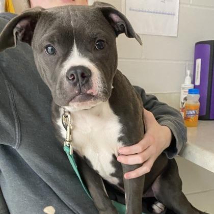 Echo, Adoptable, Adult Female American Bulldog & Mixed Breed.