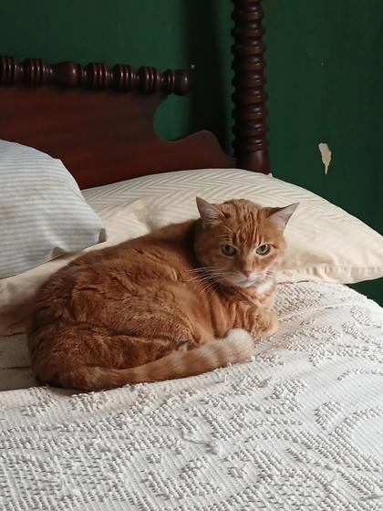 Tooty, Adoptable, Adult Female Domestic Short Hair & Domestic Short Hair.