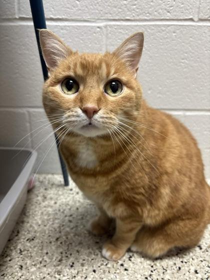 Enlarge Tooty, a Adoptable mixed breed in Memphis, TN image 2/2