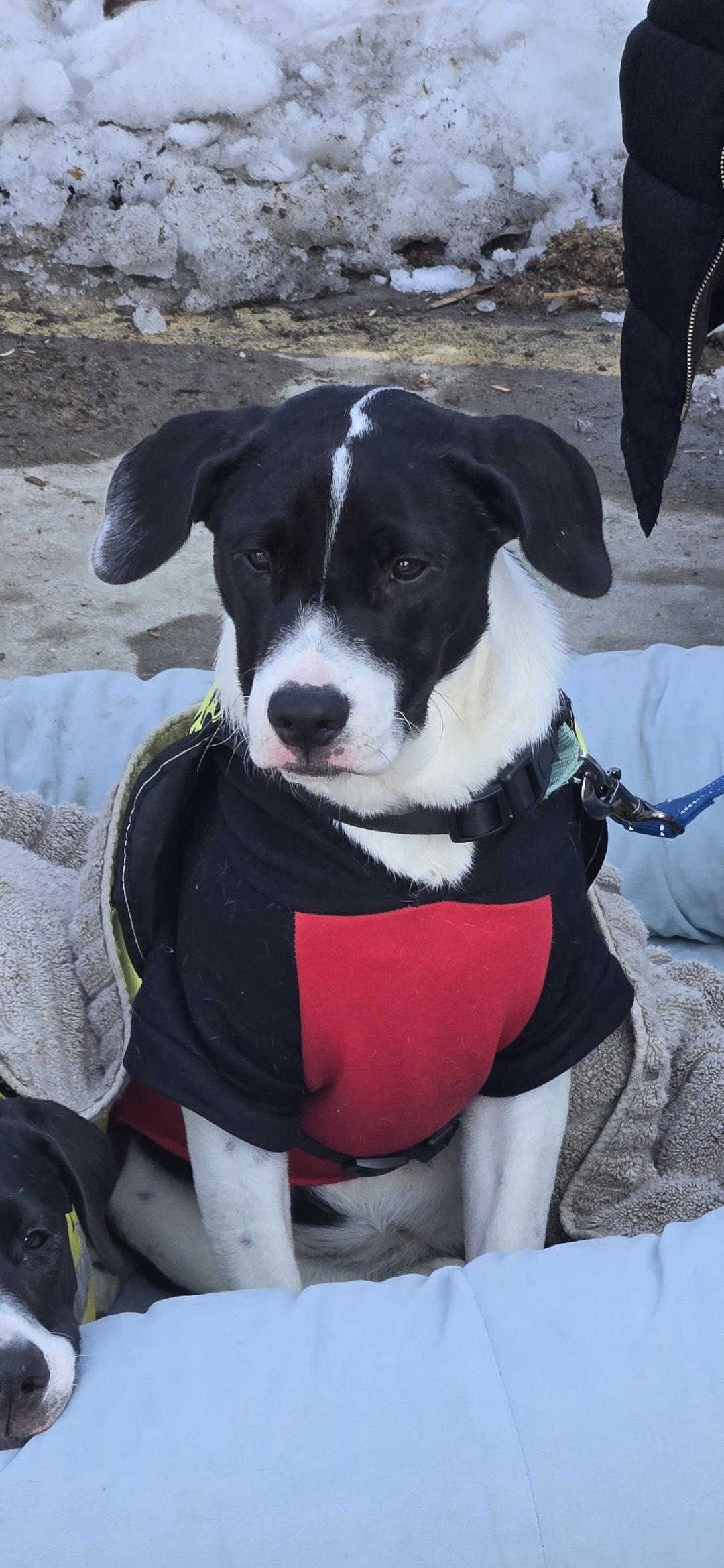 Enlarge Kara, a ADOPTABLE mixed breed in New York, NY image 1/6