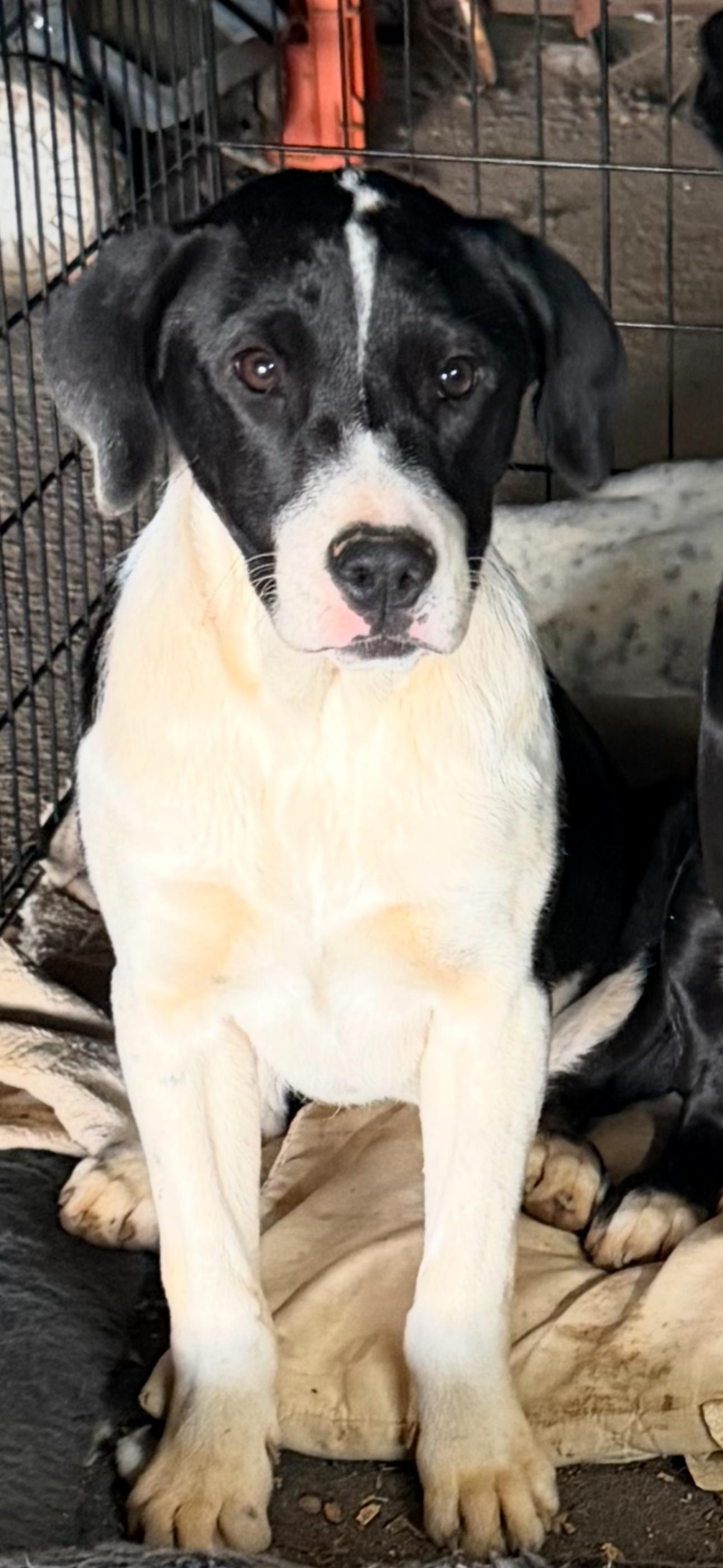 Enlarge Kara, a ADOPTABLE mixed breed in New York, NY image 2/6