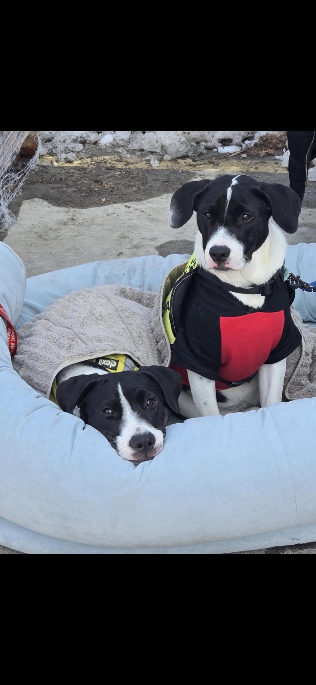 Enlarge Kara, a ADOPTABLE mixed breed in New York, NY image 5/6