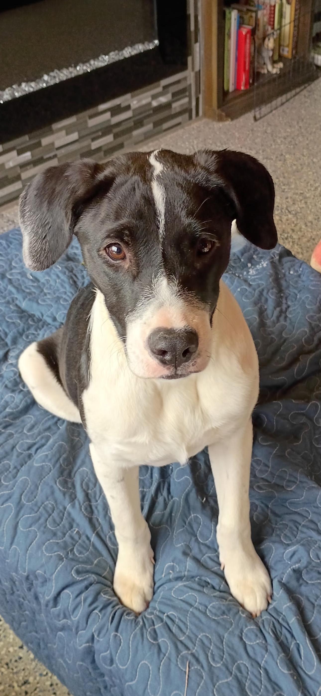 Enlarge Kara, a ADOPTABLE mixed breed in New York, NY image 3/6