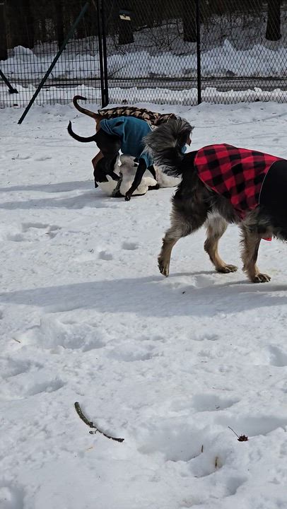 Enlarge Kara, a ADOPTABLE mixed breed in New York, NY video 4/6