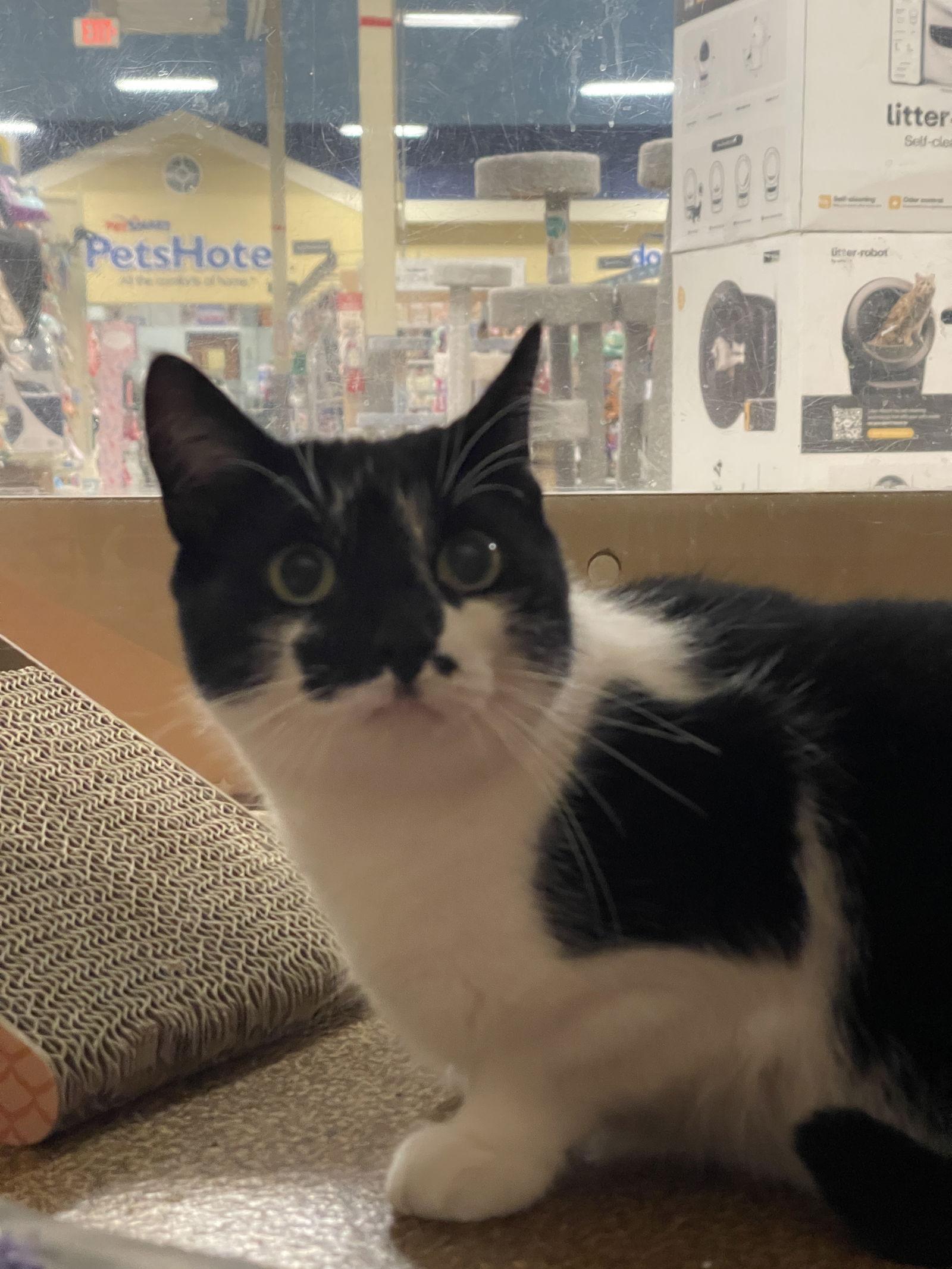 Enlarge Punkin, a Adopted Domestic Short Hair in Mesquite, TX image 1/2