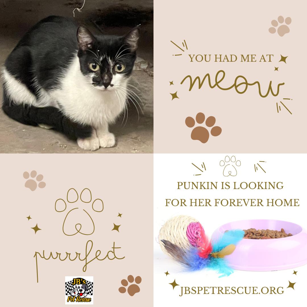 Enlarge Punkin, a Adoptable Domestic Short Hair in Mesquite, TX image 1/3