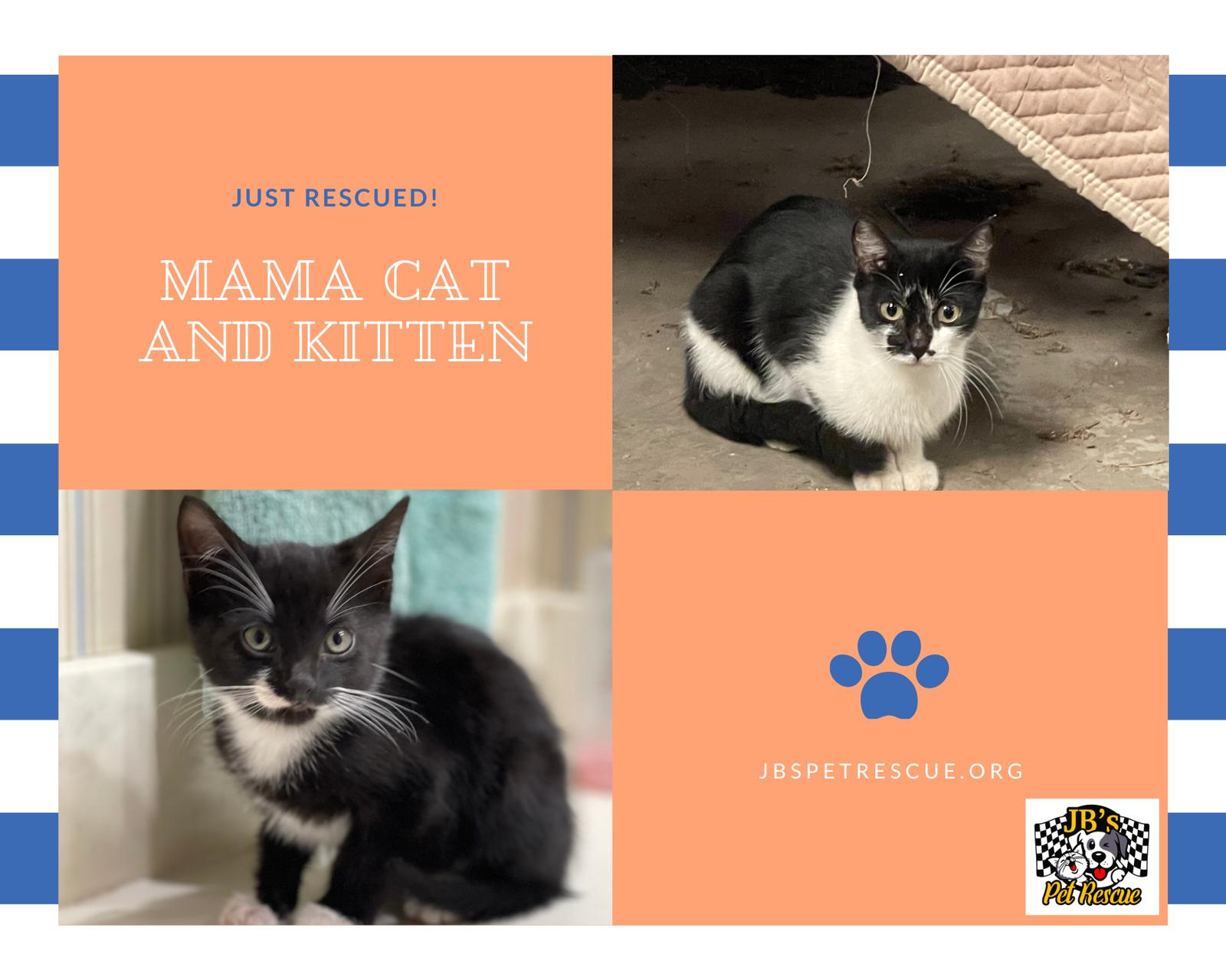 Enlarge Punkin, a Adoptable Domestic Short Hair in Mesquite, TX image 2/3