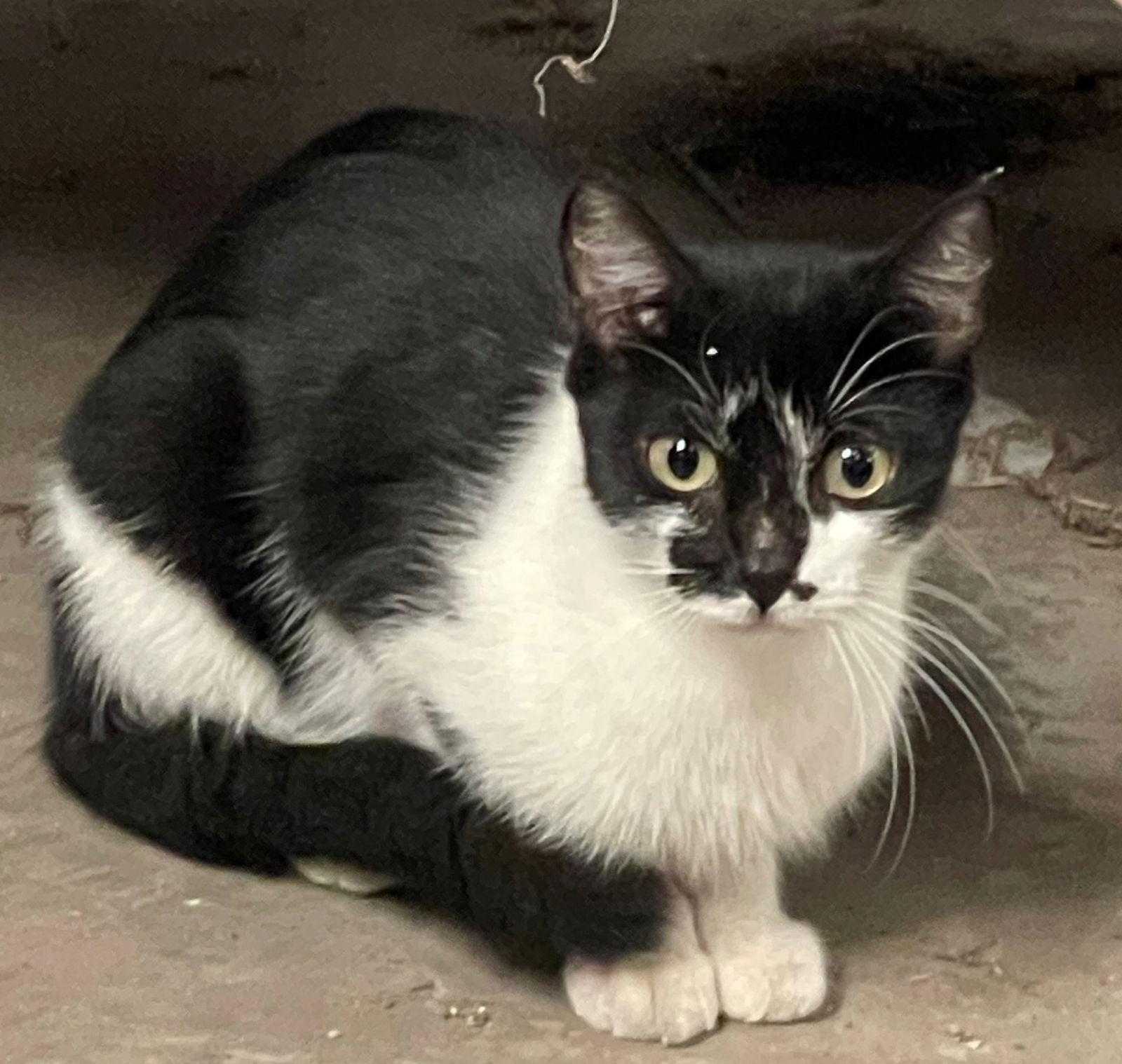 Enlarge Punkin, a Adoptable Domestic Short Hair in Mesquite, TX image 3/3